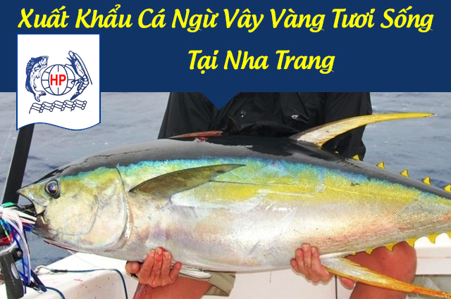 Xuất Khẩu Cá Ngừ Vây Vàng Tươi Sống Tại Nha Trang